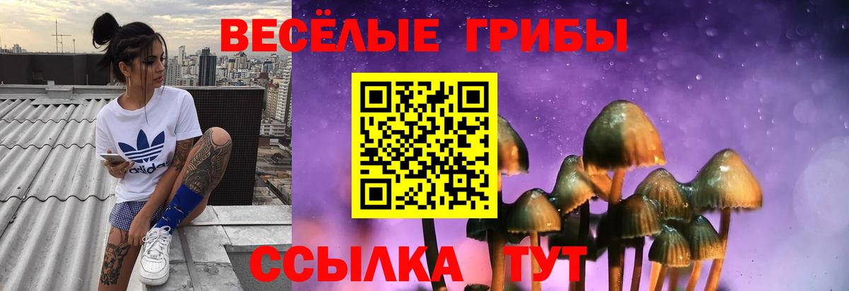 Галлюциногенные грибы Psilocybine cubensis Белгород